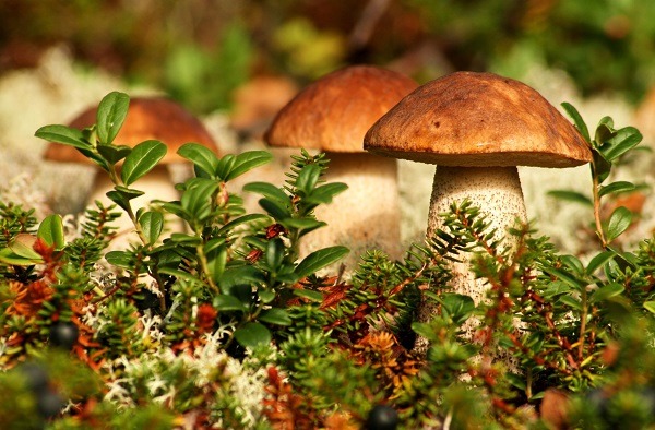 Херсонцам на заметку: Как не отравится грибами?