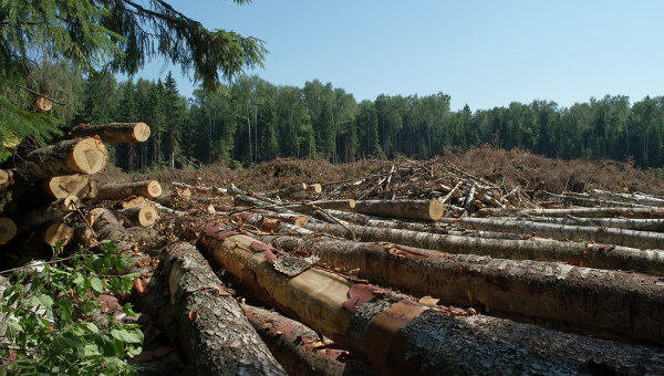 Новость В Великолепетихском районе обеспокоены вырубкой леса