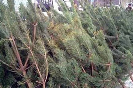 Херсон накроет новогодними елками