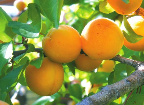 На рынках Херсонщины появились абрикосы