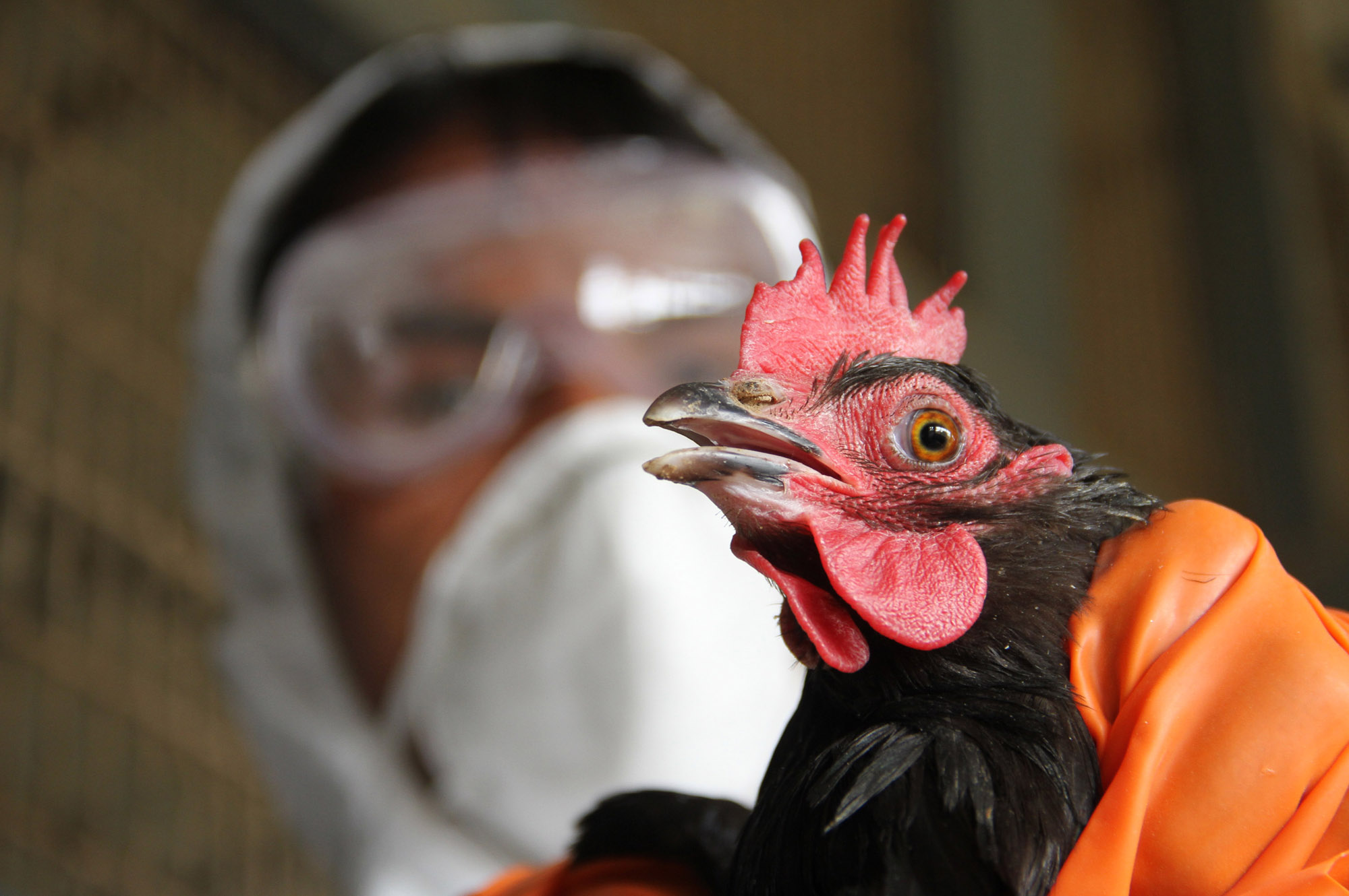 Птичий грипп продолжает распространяться на Херсонщине, поскольку ветеринары фиксируют всё новые очаги этого вируса