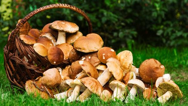 Херсонская семья отравилась грибами. Среди пострадавших маленькие дети