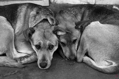 Массовое убийство херсонских собак в морпорту