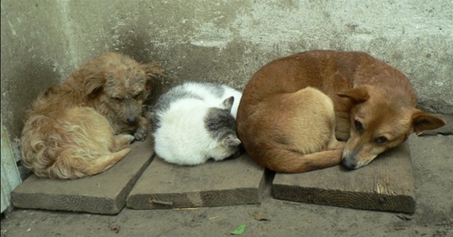 Мэр Цюрупинска не может решить проблему с бездомными животными