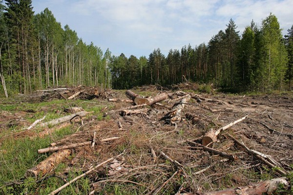 Лес Херсонщины под угрозой