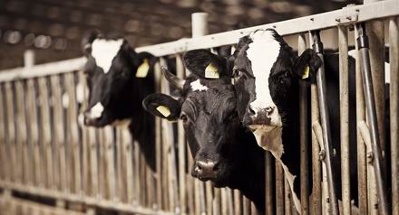 Новость Теперь в Херсонской области есть молочные фермы