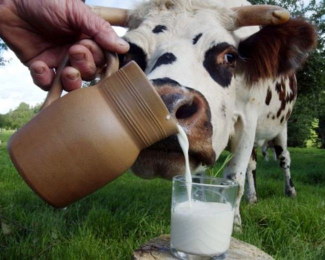 Корова с молоком
