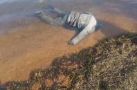 На побережье Азовского моря обнаружено тело мужчины со следами насильственной смерти