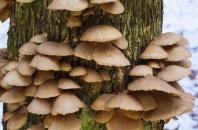 Вчені Херсонського державного аграрного університету створили пластик з грибів
