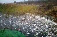 На Херсонщині державні інспектори виявили масову загибель риби