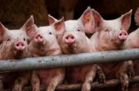 На Херсонщине зафиксирована вспышка африканской чумы свиней.
