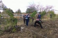 200 саженцев деревьев высадили в Горностаевке к 75-летию освобождения