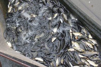 В Херсонской области Днепр пополнился молодью рыбы