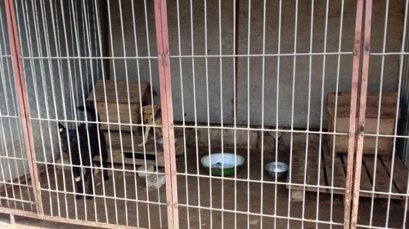В Херсоне открылся новый приют для бездомных животных