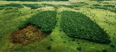 За вырубку леса будут наказывать