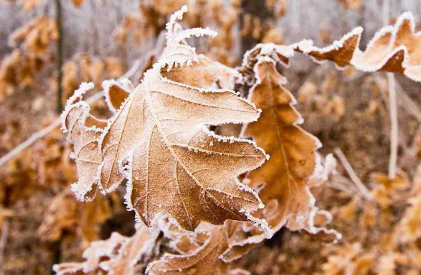 Новость 30 ноября на Херсонщине мороз и переменная облачность