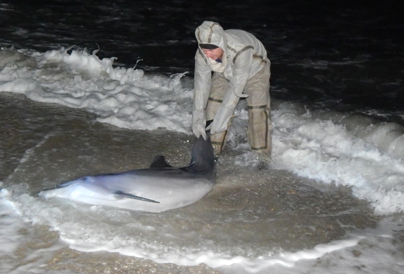 Новость В Лазурном спасали черноморского дельфина