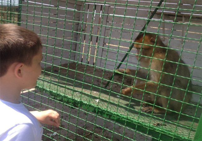 Новость На курорте Херсонщины появились обезьяны