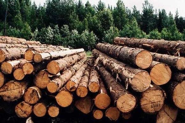 Новость На Херсонщине продолжают пресекать незаконную продажу леса