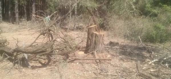 Браконьеры под именем «Правого сектора» срубили деревья в лесу на полмиллиона грн