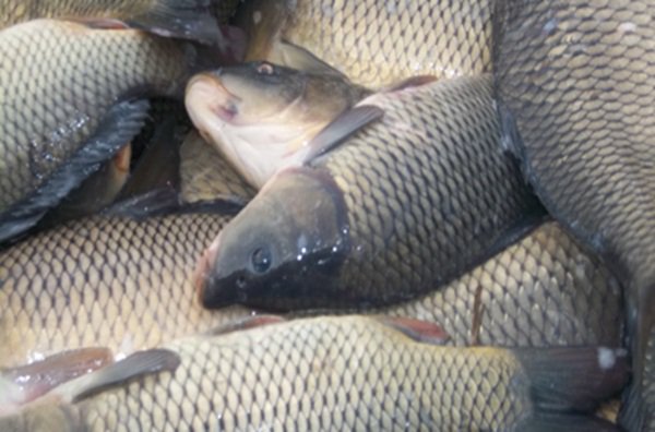 Херсонрыбоохрана взялась за продажу рыбы на рынках