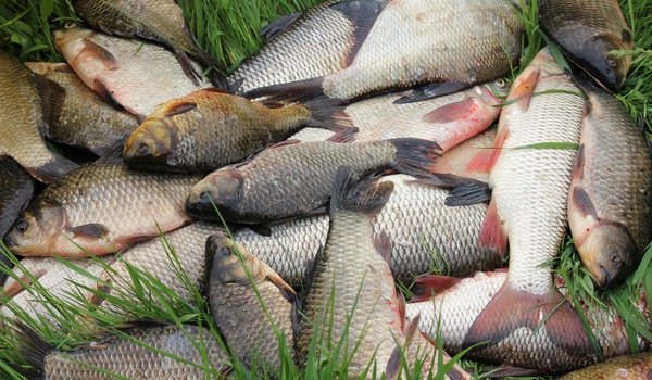 Херсонские рыбаки выловили почти 1,5 тыс. тонн рыбы