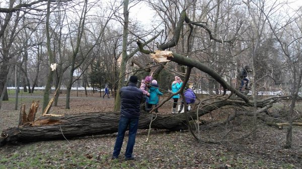 В парке «Херсонская крепость» рухнуло сгнившее дерево