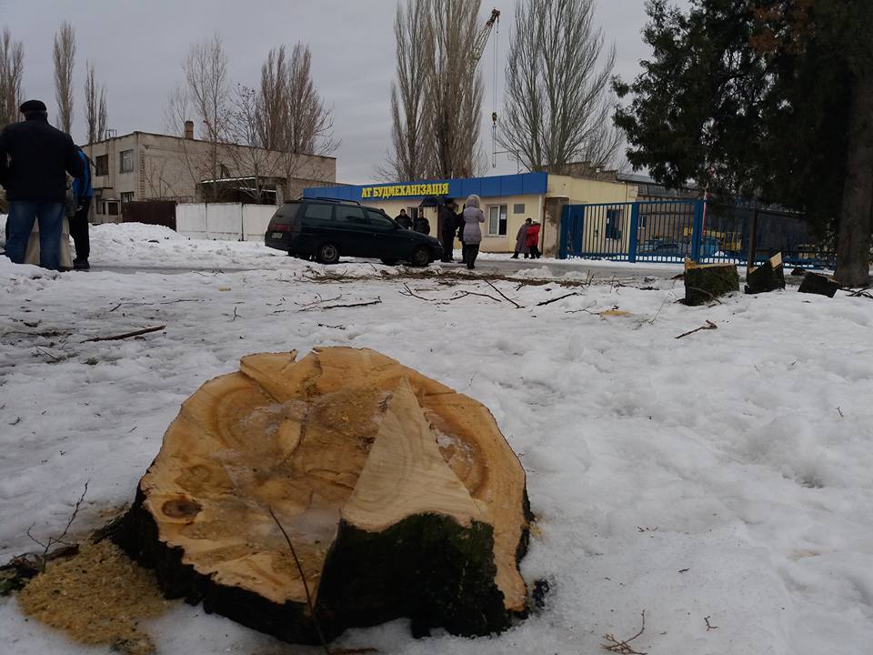 Новость Начальник Горводоканала просит Елену Мазур разобраться с вырубкой деревьев