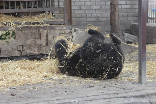 Новость В херсонском зооуголке утеплили вольеры к зиме