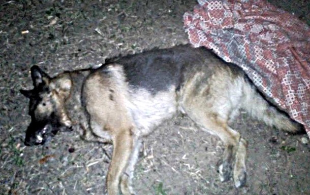 Новость Убийство собаки в Херсоне: подробности от следователя