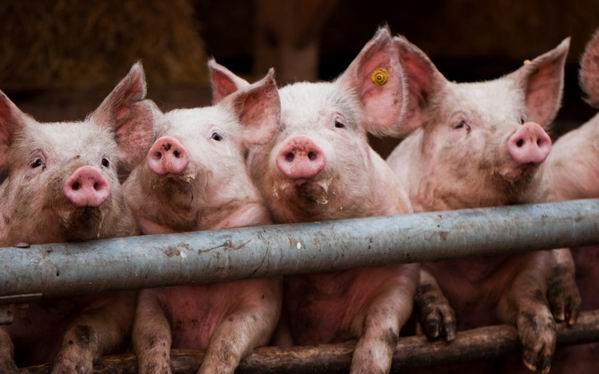 Африканская чума свиней на Херсонщине