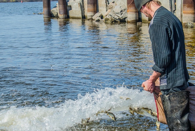 Новость В водоемы Херсонщины продолжают выпускать молодняк рыбы