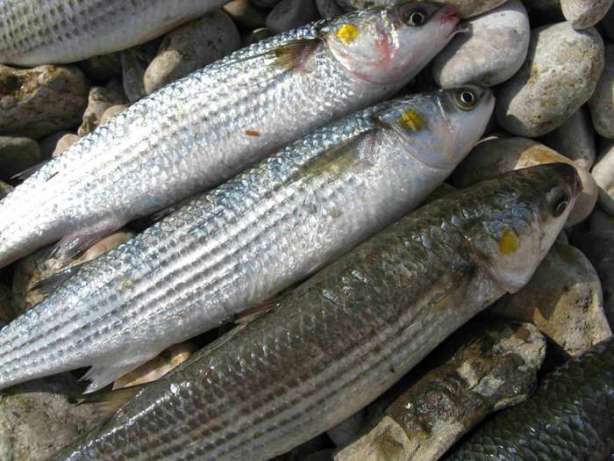 На озере Сиваш браконьер выловил рыбы на 35 тыс. грн.