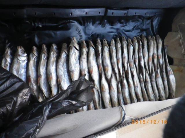 Рыбная контрабанда в Крым