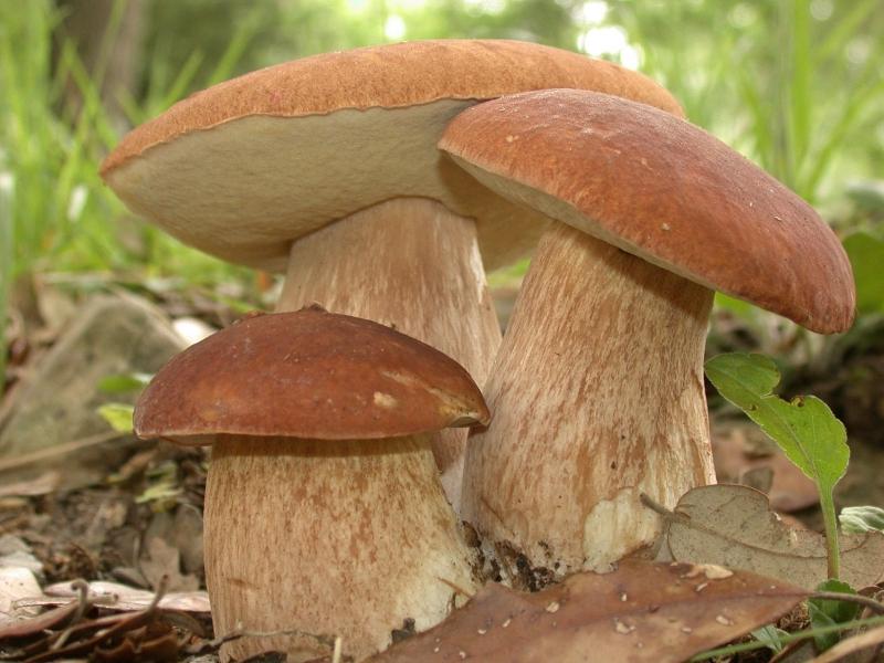 Новость С начала сезона на Херсонщине отравилось грибами 10 детей