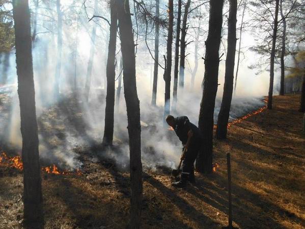 Пожежа в Херсонскому лісі