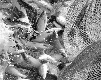 Новость Вскоре рыбных браконьеров станет меньше