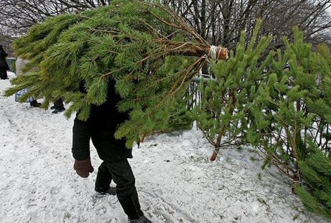 Новость На Херсонщине будут строго контролировать продажу новогодних елок