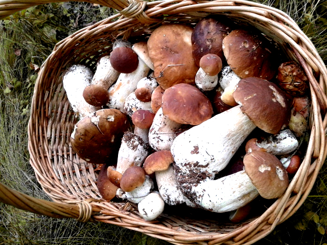 На Херсонщине растет количество людей, отравившихся грибами