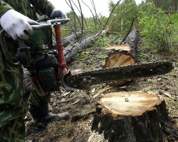 Новость Леса Херсонщины продолжают опустошать