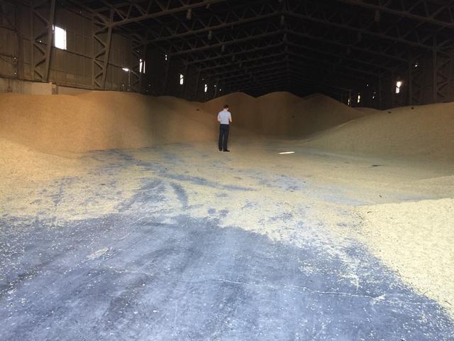 В Херсоне «побороли» незаконный экспорт зерна на 15 млн. грн.