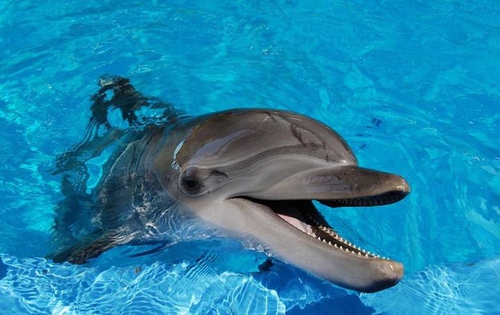 На Арабатской стрелке откроют дельфинарий