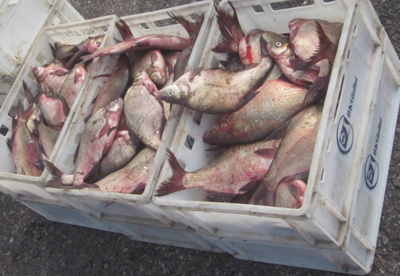 На Херсонщине поймали браконьера с 200-килограммовым уловом