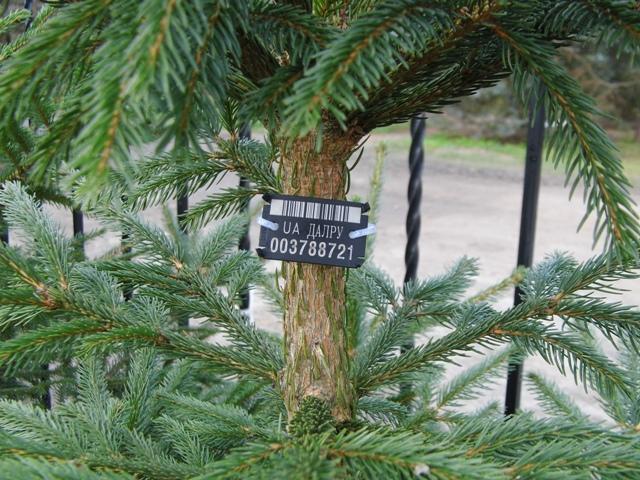 Херсонцев призывают покупать елки только в установленных местах продажи