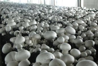 В подвале херсонской психбольницы будут выращивать грибы