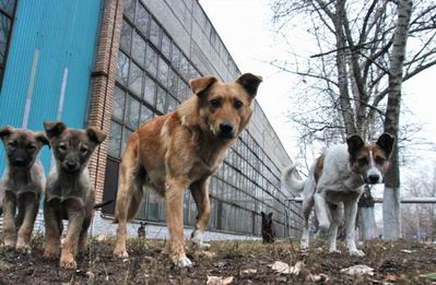 Новость В Херсоне некому закопать трупы собак