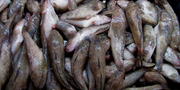 «Аппетиты» жителя Херсонщины – 5 тонн браконьерской рыбы