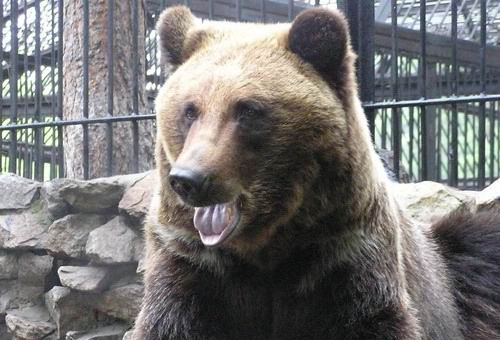 Херсонские медведи уезжают на реабилитацию