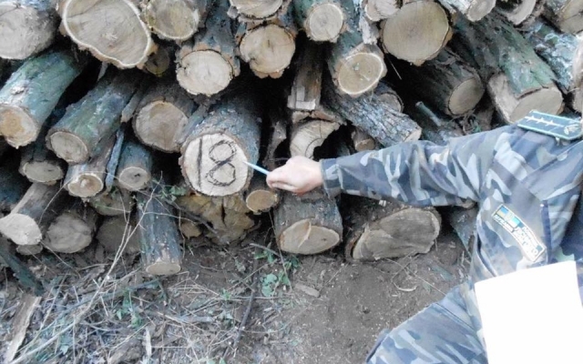 Новость На Херсонщине уничтожают лесные насаждения
