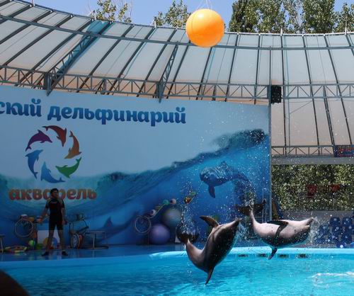 Новость Новая программа скадовского дельфинария - в восторге взрослые и дети!